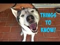 Frequently Asked Siberian Husky Questions! - Q&A