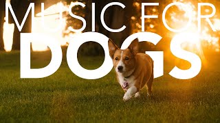 15 HOURS of Instant Dog Relaxation Music Soothing ASMR