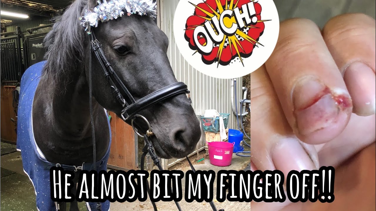 A HORSE ALMOST BIT MY FINGER OFF EQUESTRIAN STORY TIME YouTube
