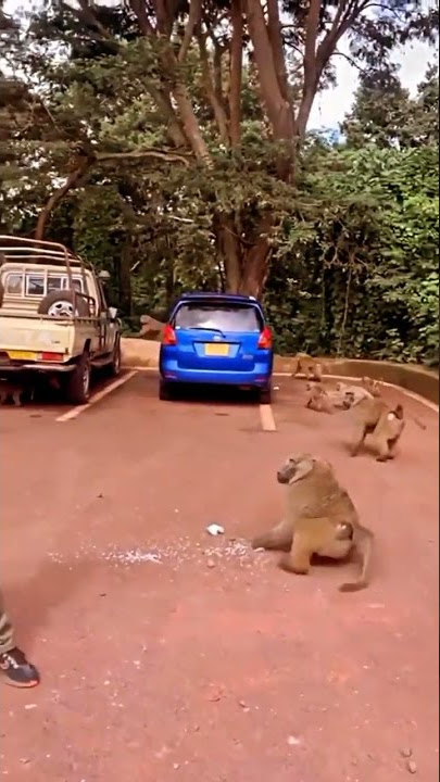 cheka na mkude simba a.k a kitare