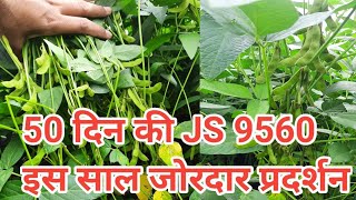 JS 9560 siyabean/9560 सोयाबीन की खेती केसे करे /9560 सोयाबीन का प्रदर्शन केसा हे।सोयाबीन की खेती।