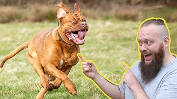 How To Turn AWFUL Recall To Perfect Recall Training With Your Dog    EXTREME CASE