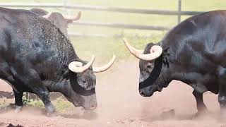 Toro de San Juan de Coria - Tarde del 24 de junio