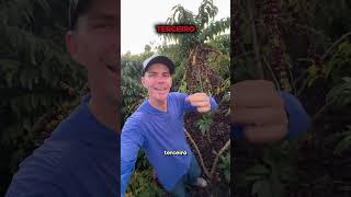 A1: o clone que dominou o ES #café #agriculturaregenerativa #dicas