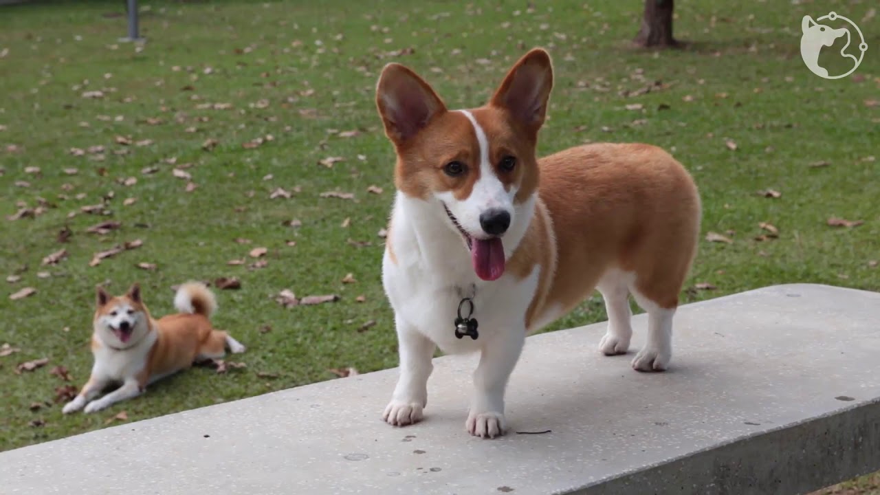 Sembawang Park Dog Run (Singapore) by WoofWaggers YouTube