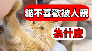 貓為什麼不喜歡被人親原來這個具有挑釁意思【貓咪行為學EP27】