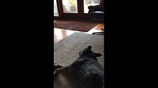 Vadar (dog) overcoming her fears with the Trust Technique
