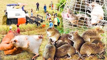 Chạy bóc khói theo máy cắt lúa - Bắt chuột đồng, rắn nước kiểu này quá vui | Giản Dị Miền Tây