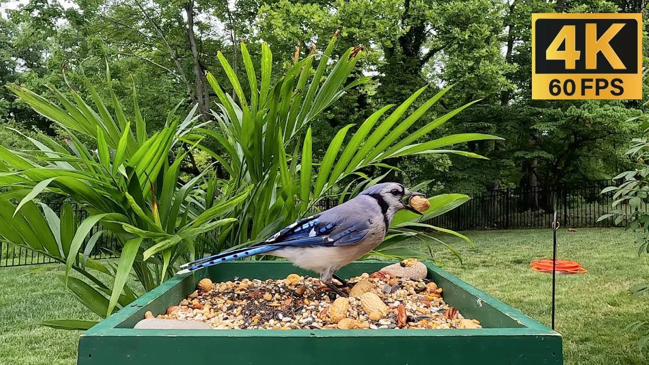 Cat TV: Birds, Chipmunks & Squirrels 🕊️🐿️😸 Cat TV for Cats to Watch