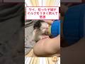 ワイ、拾った子猫がミルクをうまく飲んで感激 #猫動画 #猫のいる生活 #保護猫 #2ch動物スレ