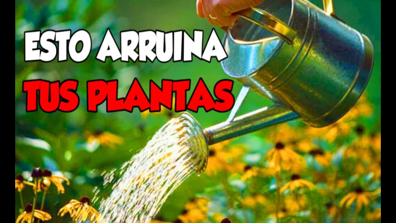 ❌ Los 5 Peores Errores al Regar Tus Plantas… ¡Evítalos Ya!