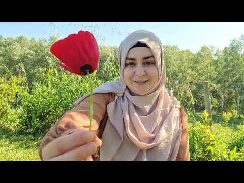 Video: Arsyet për gjethet e verdha në manit pa fruta