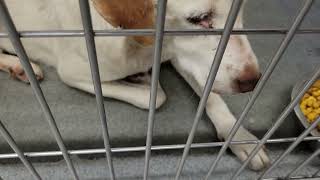 acs A662104