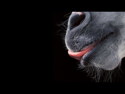 Sex With Animals: The Blurred Lines of Bestiality