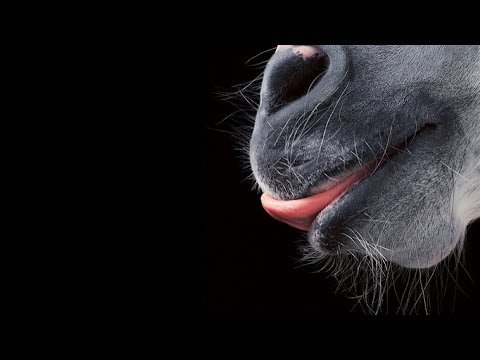 Full Hd Animal 18 Years Sexivideo - Sex With Animals: The Blurred Lines of Bestiality