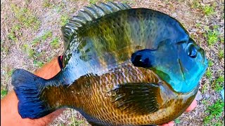 BLUEGILL that are BIGGER THAN the FRYING PAN!!