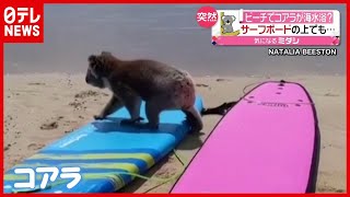 ビーチに突然「コアラ」登場…真夏の海を満喫？（2021年1月5日放送「news every.」より）
