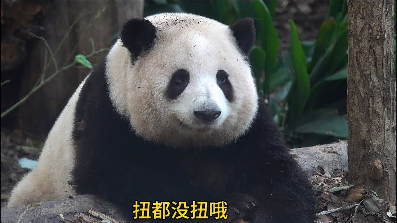 哈哈哈！花花悠闲地巡视自家的大花园😂😂