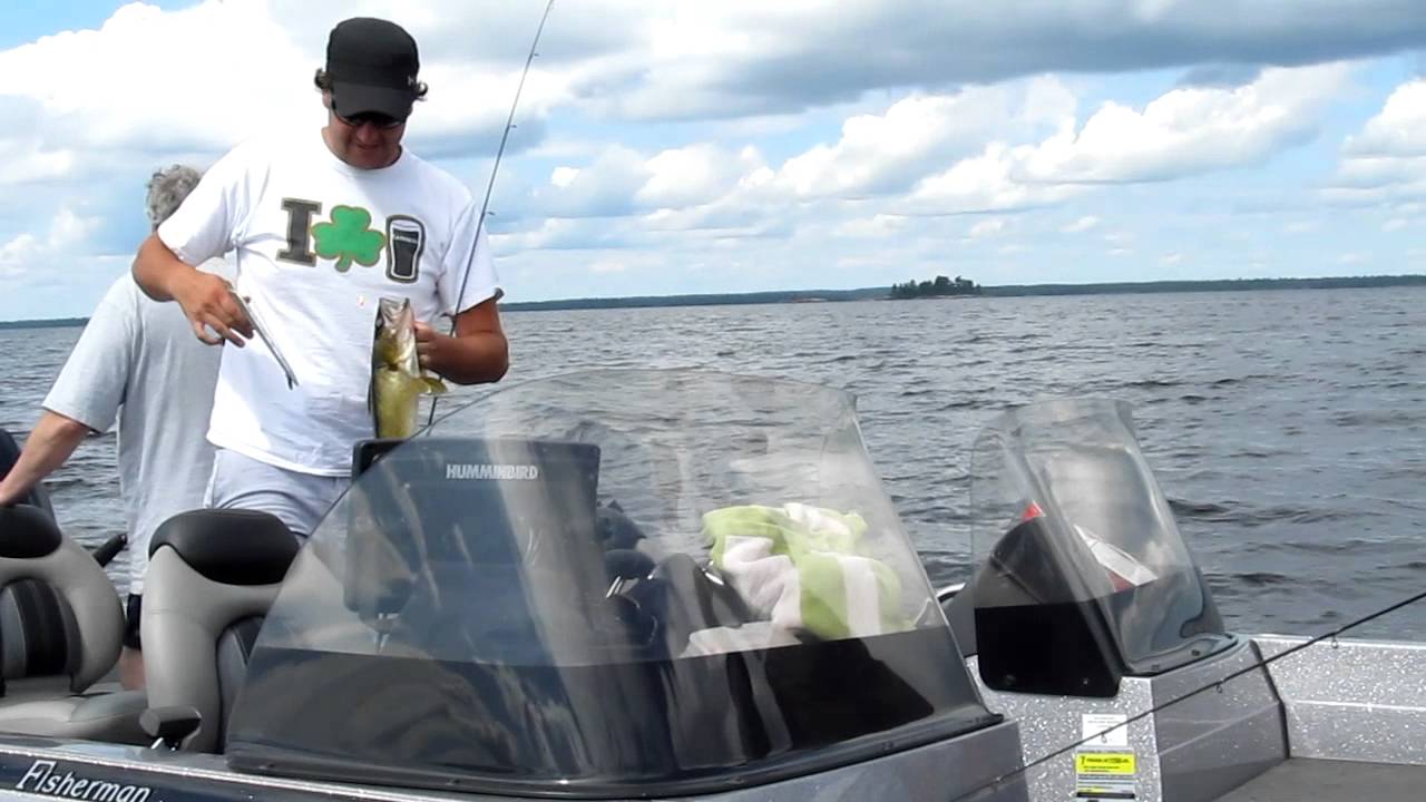 August Reef Walleyes on Rainy Lake