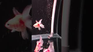 wave maker tanpa listrik goldfish tank #shorts #lebungberani #yearofyou