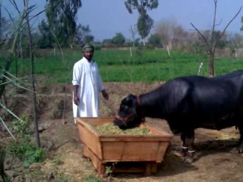 bhalwal gharbi dara raja danish aziz 1.3gp