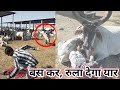 गाय इंसान पर इतना भरोसा करतीं | Cows trust humans so much by Marwadi Tiktok