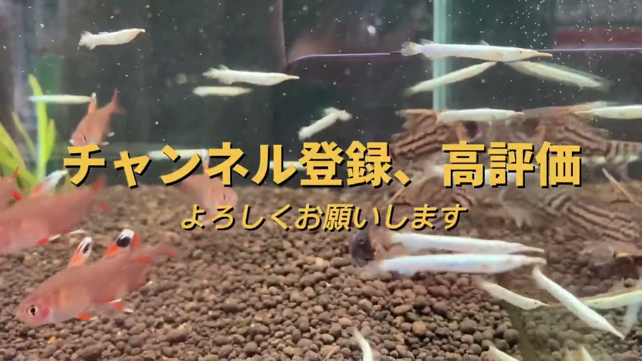 大人しい淡水サヨリ ゴールデンデルモゲニー Youtube 大人しい淡水サヨリ ゴールデンデルモゲニー Youtube