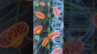 The Cellular Engine: How Your Body Makes Energy #shorts #health
