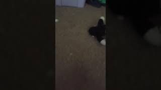 skinny plumber and fat monkey play
