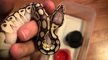 Snake Collection update 2015