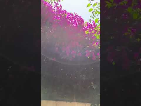 Vídeo: Krasivoplodnik - arbusto ornamental (foto)