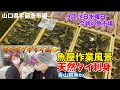 【少なめ🐟】【ワタリガニ🦀】【天然タイ刺身】【もぐもぐタイム】今朝の魚市場9月14日水曜日の水揚げ状況