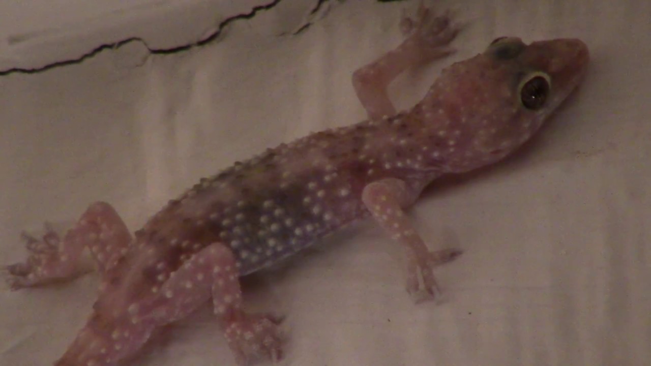 Mediterranean Gecko YouTube Mediterranean Gecko YouTube