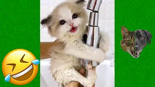 Funniest Animals Videos 2023 😹 Try Not To Laugh Funny Dogs And Cat 😻 #35