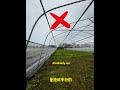 Tunnel greenhouse construction proces #greenhouse