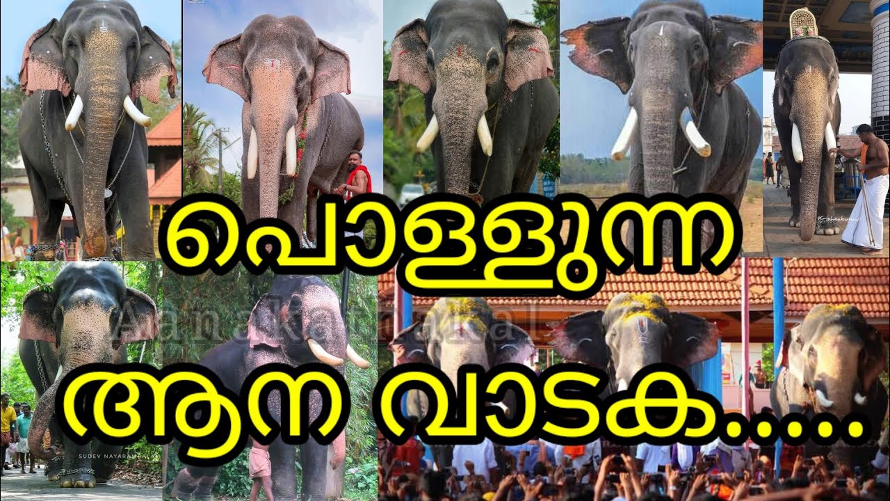 പൊള്ളുന്ന ആന വാടക, ആന ബുക്കിങ്ങിന് നെട്ടോട്ടമോടി ഉത്സവ കമ്മിറ്റികൾ | Top 10 elephants in kerala 2025