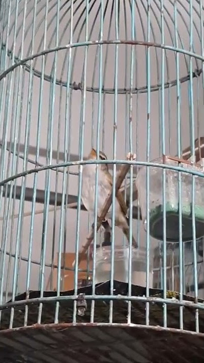 Cikrak kutub gacor dor, cocok buat pancingan