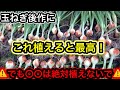 玉ねぎの後作で植えると最高な野菜！＆絶対植えてはいけない野菜！知らずに損する差がつく育て方！