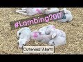 Lambing Again.   |   Vlog 37