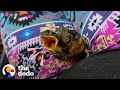 Tiny Baby Robin Learns To Fly With A Little “Boost” | The Dodo Wild Hearts