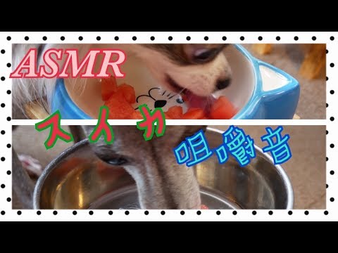 スイカ咀嚼音【犬ASMR】