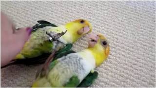 Baby Caique Playtime