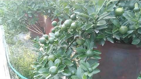 quất tết đẹp năm 2023,quất cảnh bonsai đẹp