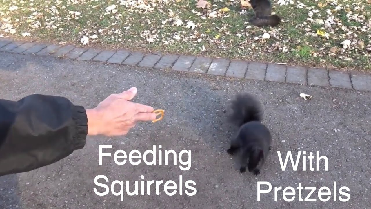 Feeding These Squirrels With Pretzel! Would They Eat It? YouTube