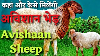 4 बच्चे देने वाली अविशान भेड़ 👍Avishaan Sheep Breed #sheep