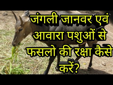 वीडियो: जंगल की रक्षा कैसे करें