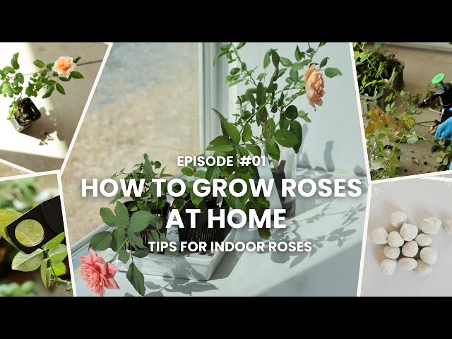 How to Grow Roses] Ep. 01 - A Guide to Growing Roses in Your Room