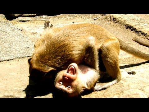 baby monkey pet stores Jack Scream Tell Joey He Get Much Hurt,Joey Did Like This Jack Hurt Himself