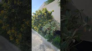 beautiful flower #viralvideo #flowers #music #anime
