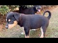 Playing with Two Cute Street Puppies in My Garden 🐶❤️ Street Dog Love